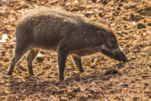 Sanglier des Visayas